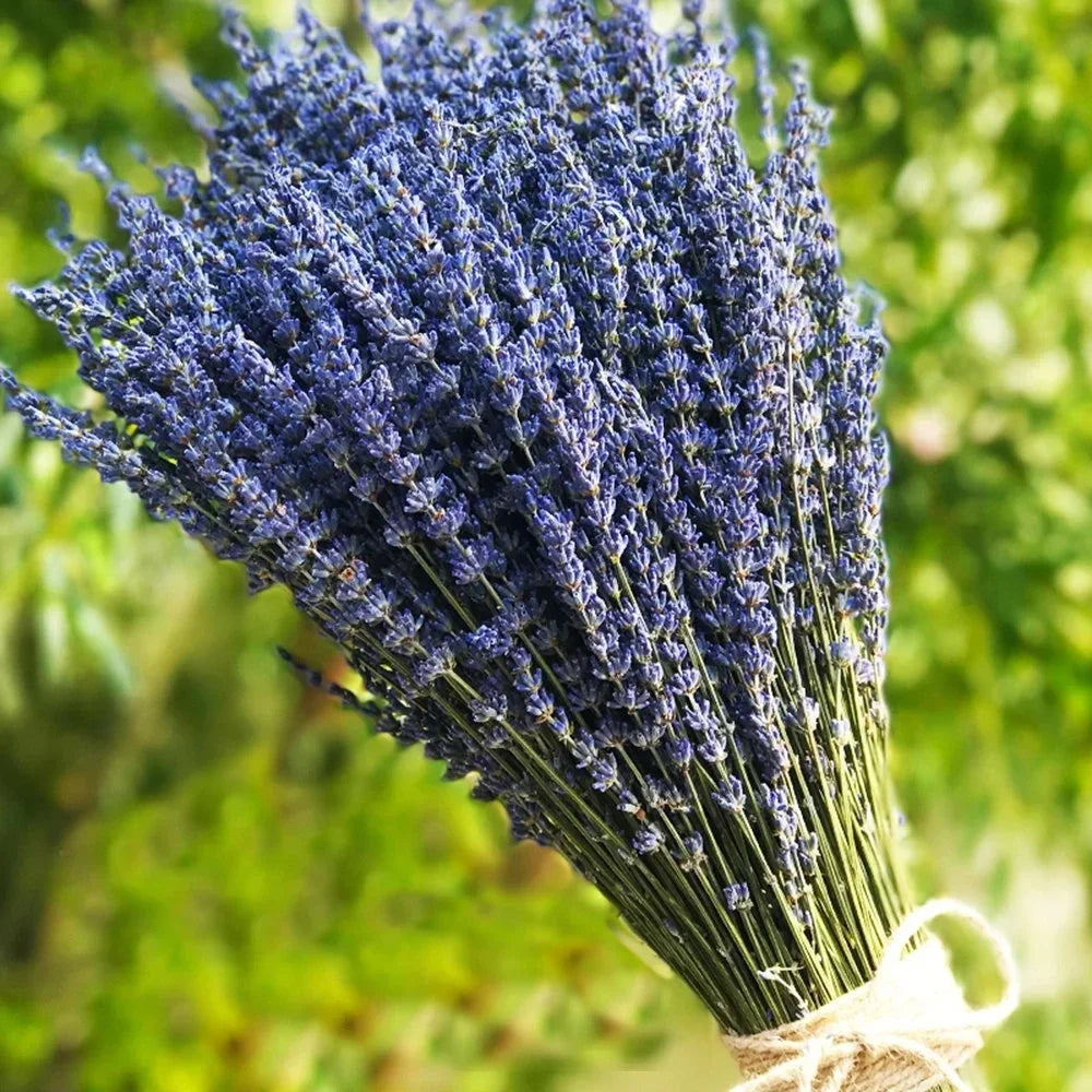50/100Pcs Natural Dried Lavender Flower Bundles for Wedding Party Decoration Home Decor Aromatherapy DIY Crafts Gifts Photoshoot Props Boho Home