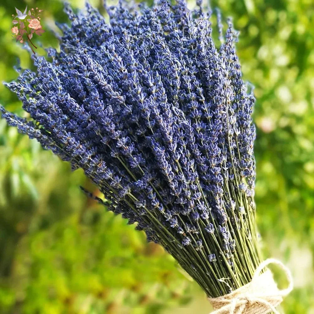 50/100Pcs Natural Dried Lavender Flower Bundles for Wedding Party Decoration Home Decor Aromatherapy DIY Crafts Gifts Photoshoot Props Boho Home